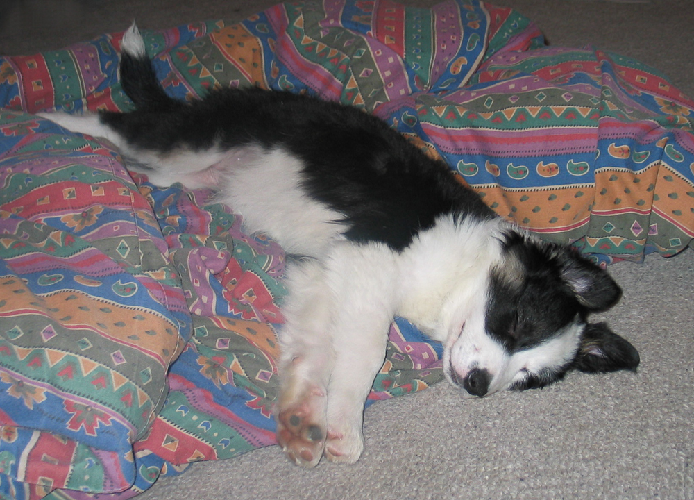 Daisy, a Border Collie puppy